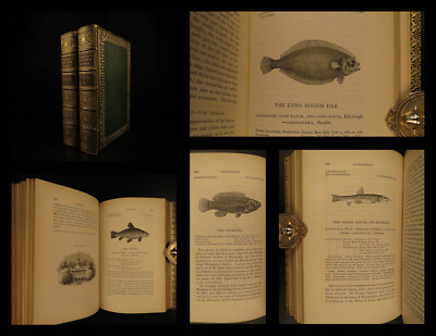 1859 British Fish Illustrated Woodcut Engravings Natural History Yarrell 2v SET-image
