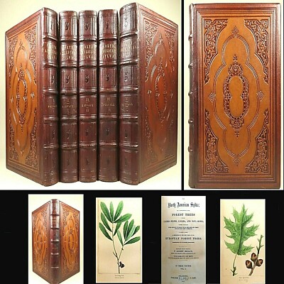 1857 NORTH AMERICAN SYLVA NUTTALL MICHAUX 5V SET 277 HAND COLOR ILL TREE ARBOR-image