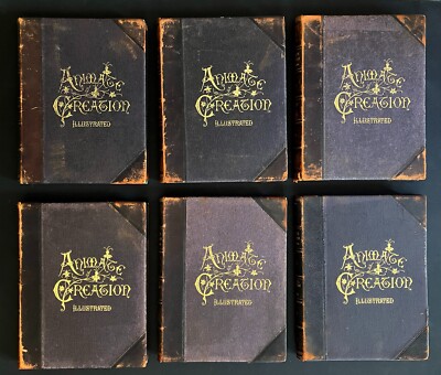 1898 Complete 6 Vol. ANIMATE CREATION JG Wood - Mammalia Birds Fishes & Reptiles-image
